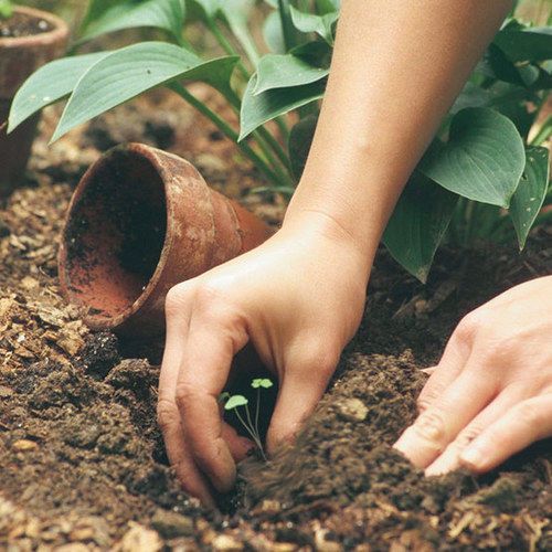 WoodwoseProd's tweet photo. Give a little water to a small idea this January: it just might grow #seedsofspring https://t.co/XV6ePij18A