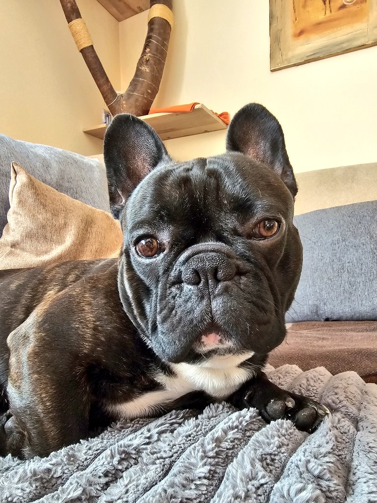 Have a happy #friyay and enjoy your weekend 🤎 #Frenchie #fridaymorning #WeekendVibes