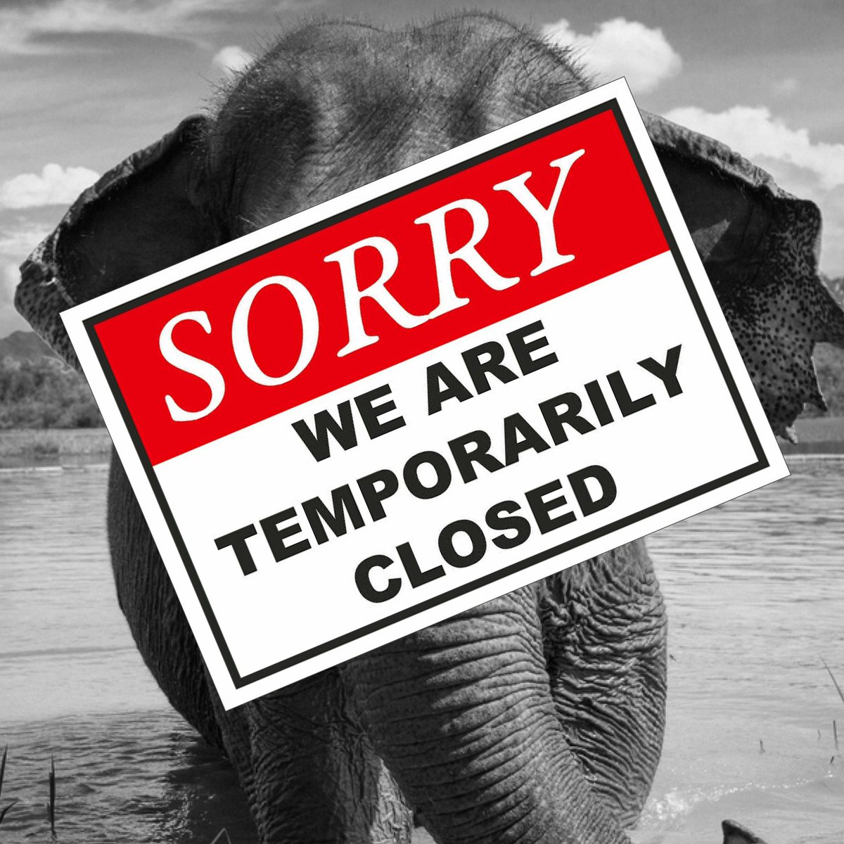 Many Elephants Music tweet media