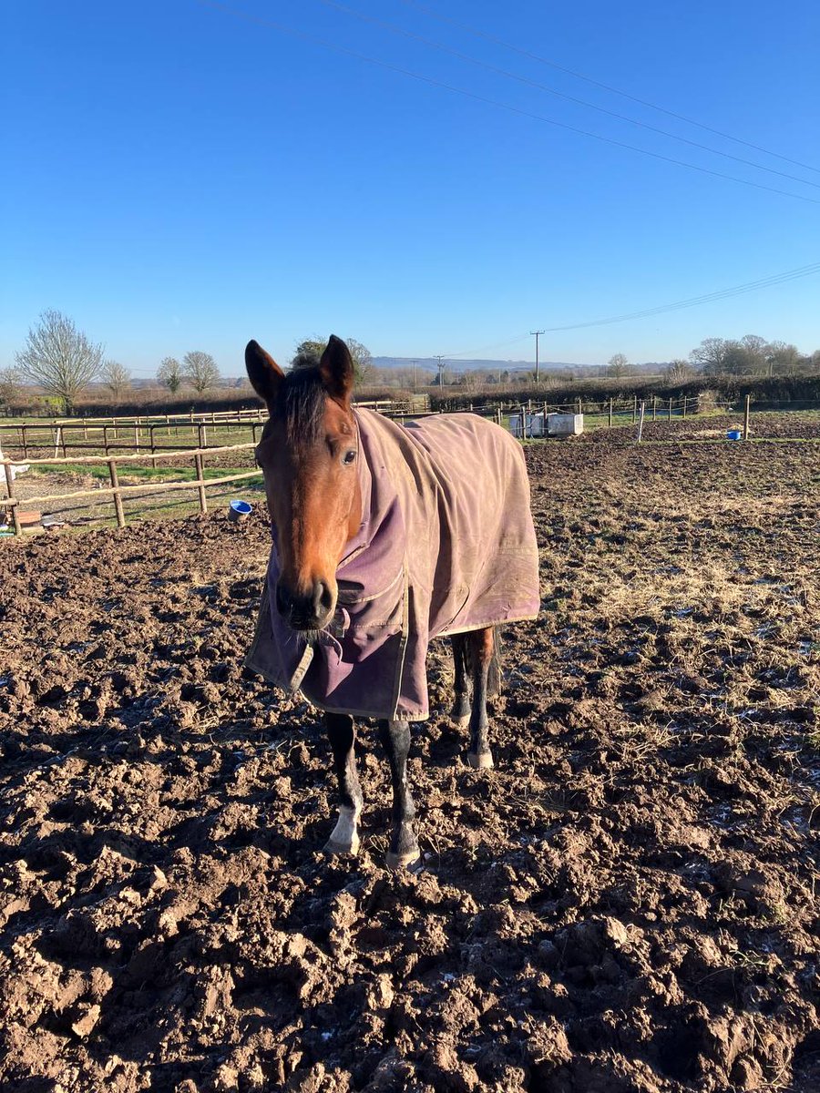 NH_racingclub's tweet photo. Thank you to @O_J_murphy91 for the amazing hospitality this morning during our stable visit to see Nick The Greek! What a fantastic yard with so many lovely people! 

Thank you @Hannah30Lewis for your hospitality to see our queen Carrigeen Kampala (currently in pre training following her holiday). Here she is in the field! 

Carrie was with Hannah on her last holiday & helped get us into a position to win 4 out of the last 5 races! 

What a brilliant day with our members! We really appreciate being looked after so well! 

#HorseRacing #horseracingtips
