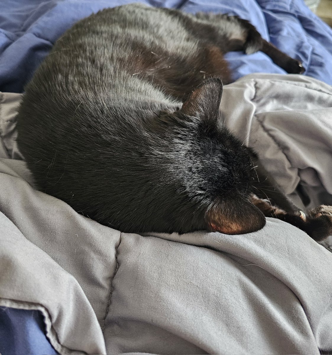 Five_Foot_Fox's tweet photo. Sweet girl just wants to cuddle.

How can I say no? https://t.co/qQyH86DHhK
