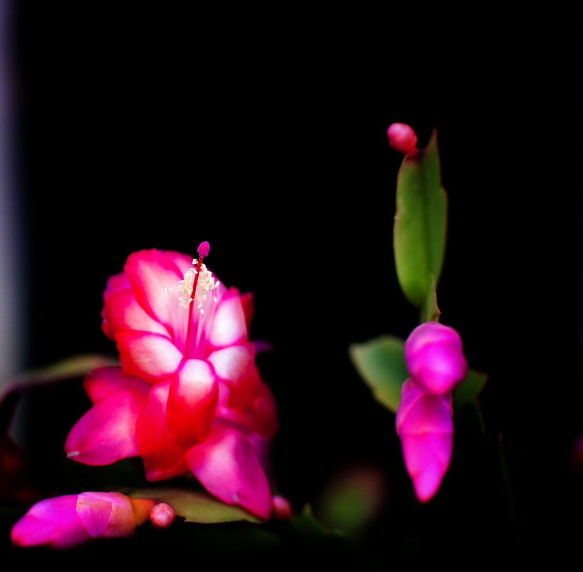 joluardi's tweet photo. En pleno invierno hay flores que lucen esplendorosas #flores #flowers #floresdejardín #floresdeinvierno #colorrosa #pinkcolour https://t.co/qCNRamewgB