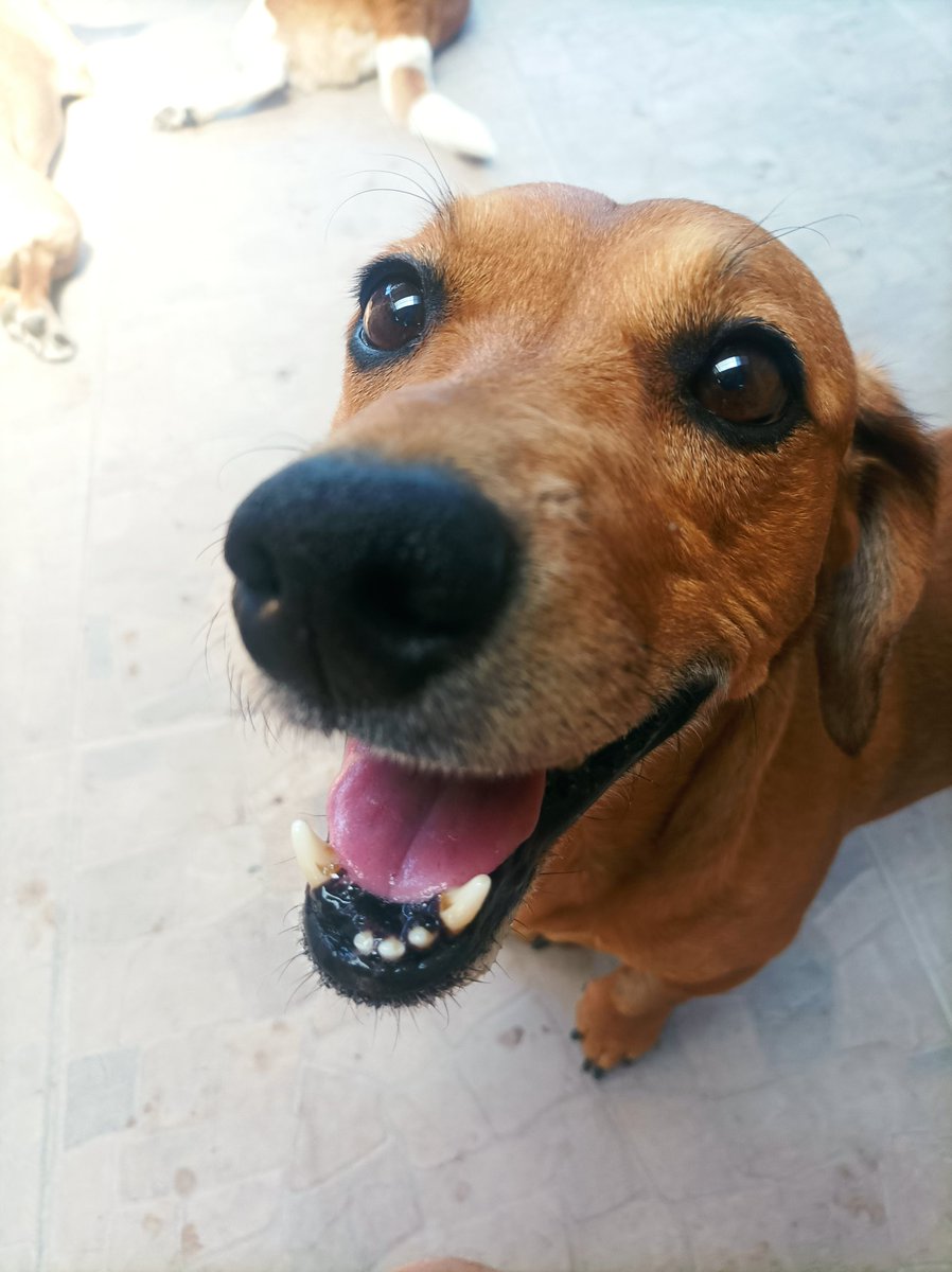 audiealan's tweet photo. @SoyFedelobo Me acabo de enterar que mi perrito esta libre de cáncer, asi que si es un buen día ☺️ https://t.co/MsSClaghNj
