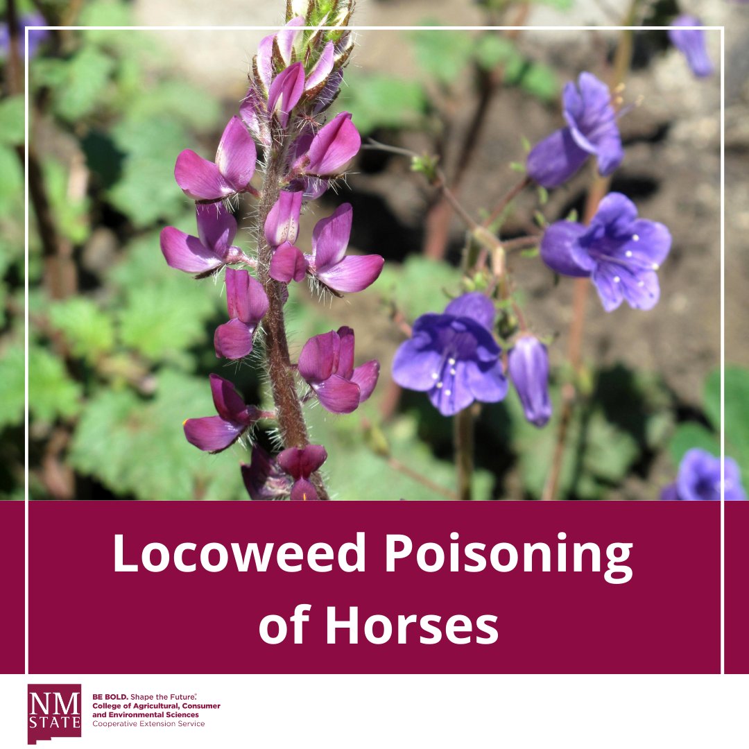 NMExtensionPubs's tweet image. #Locoweed has been reported to be the most widespread poisonous plant problem in the Western U.S., causing over $300 million in annual income loss due to livestock poisoning. Learn about the plant's toxic principles and how to manage them: pubs.nmsu.edu/_b/B713/index.…