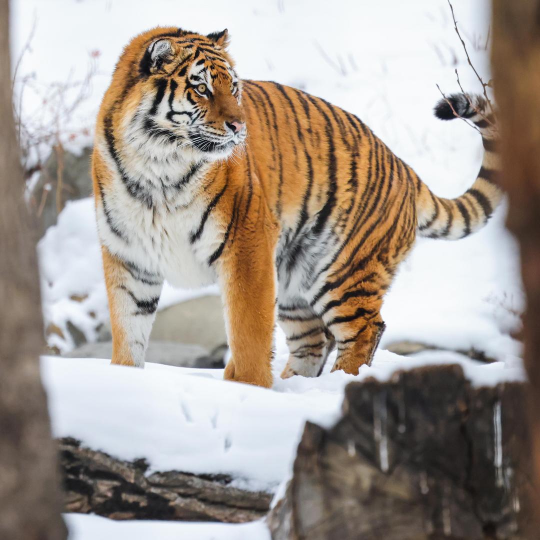 Did you know that tigers look green to their prey? 🤯 Deer and boar have dichromatic vision, meaning that orange appears green. This helps the brightly-coloured tiger to blend in with the dappled green light of its forest home. 🐅💚 #YourZooYYC