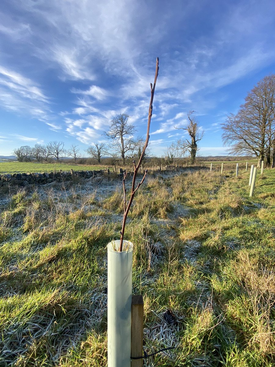 We're preparing to plant native species trees across five sites in D&amp;G during February and March this year! 

Interested in getting involved? Even if you've never planted a tree before you can join us as we plant over 400 trees. 

Be in touch for details: bit.ly/CovidMemorialD…