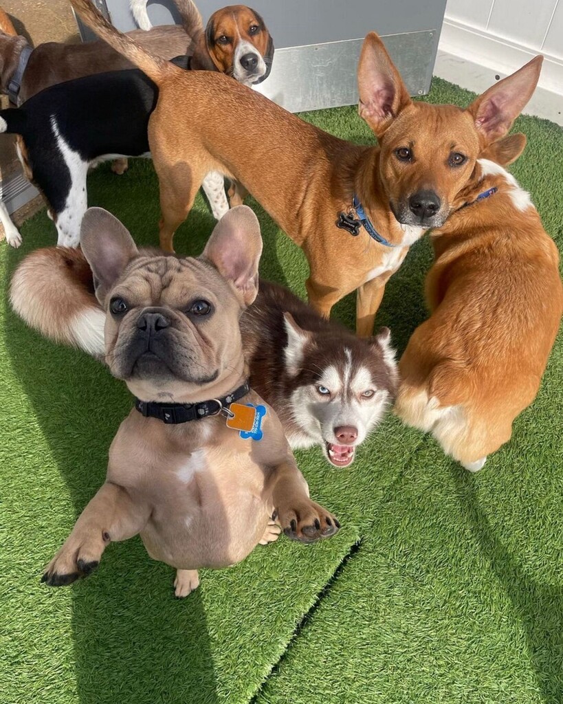 CampBowWowRoch's tweet image. Hello from the small dog yard! #dogdaycare instagr.am/p/C2SY9YJMB_f/