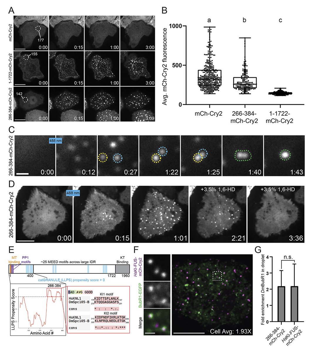 Journal of Cell Biology (@jcellbiol) on Twitter photo Image shows characterization of cytosolic Spc105 oligomers. McGory et al. <a href="/MarescaLab/">Maresca Lab</a> <a href="/UMassAmherst/">UMass Amherst</a> uncover a linkage between the disordered kinetochore protein Spc105 and the dynein-targeting RZZ complex. hubs.la/Q02frJnM0
#Mitosis #CellDivision #Cytoskeleton Image shows characterization of cytosolic Spc105 oligomers. McGory et al. <a href="/MarescaLab/">Maresca Lab</a> <a href="/UMassAmherst/">UMass Amherst</a> uncover a linkage between the disordered kinetochore protein Spc105 and the dynein-targeting RZZ complex. hubs.la/Q02frJnM0
#Mitosis #CellDivision #Cytoskeleton