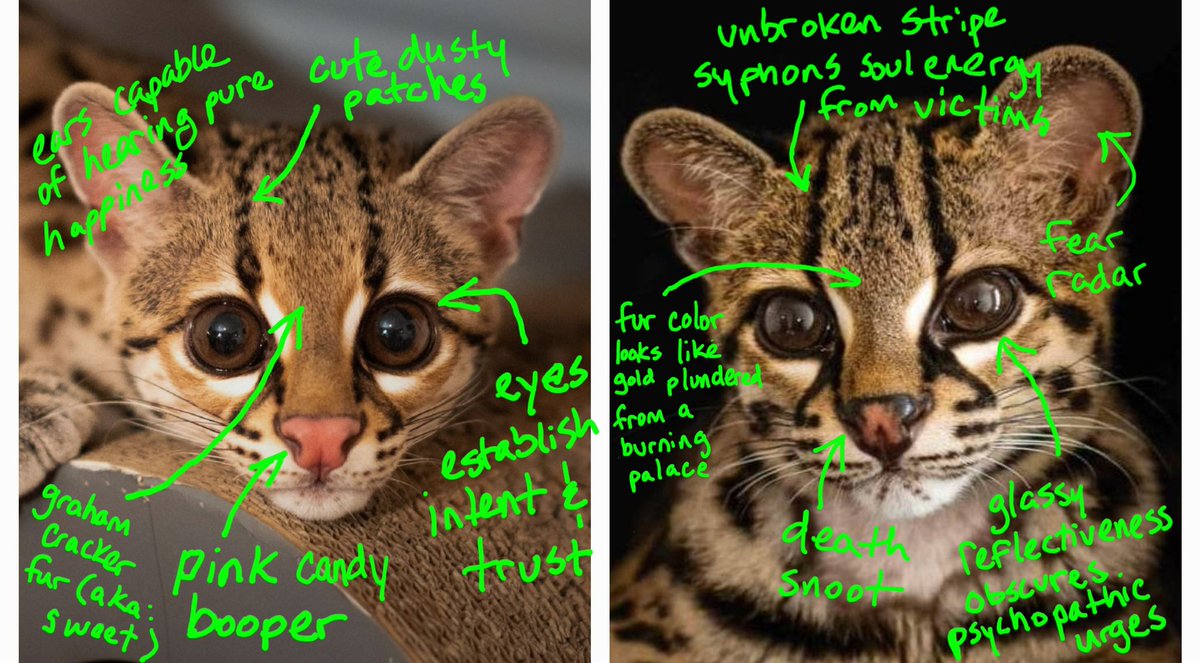 Since <a href="/carerescuetexas/">C.A.R.E.</a> now has two margays, I made some notes highlighting their distinguishing characteristics so folks can tell 'em apart more easily