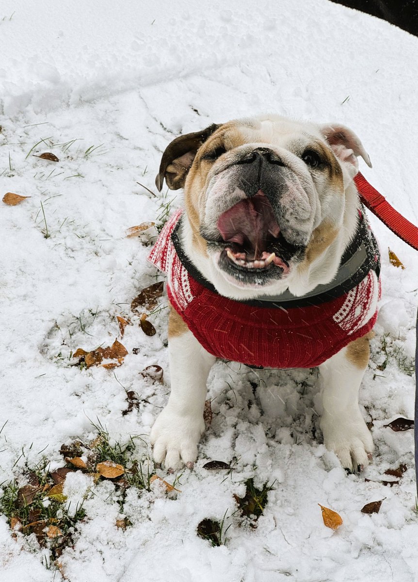 #n12stormwatchers #bulldogs #NJ #winterstorm #Belmar 
Catching snowflakes! ⛄️❄️