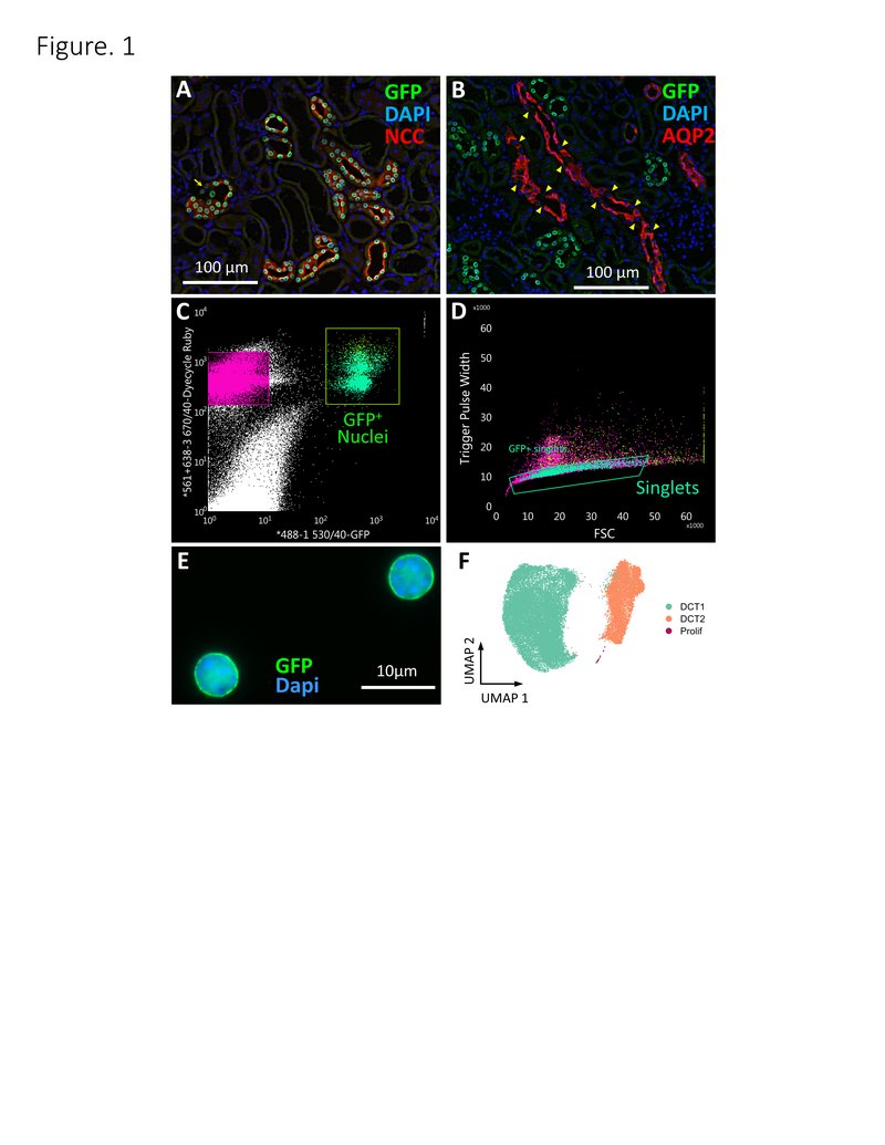 The distinction between distal convoluted tubule subsegments has been controversial. This study shows transcriptomic analysis of an enriched rare cell population using a genetically targeted approach clarifies the function &amp; classification of distal cells bit.ly/JASN0297