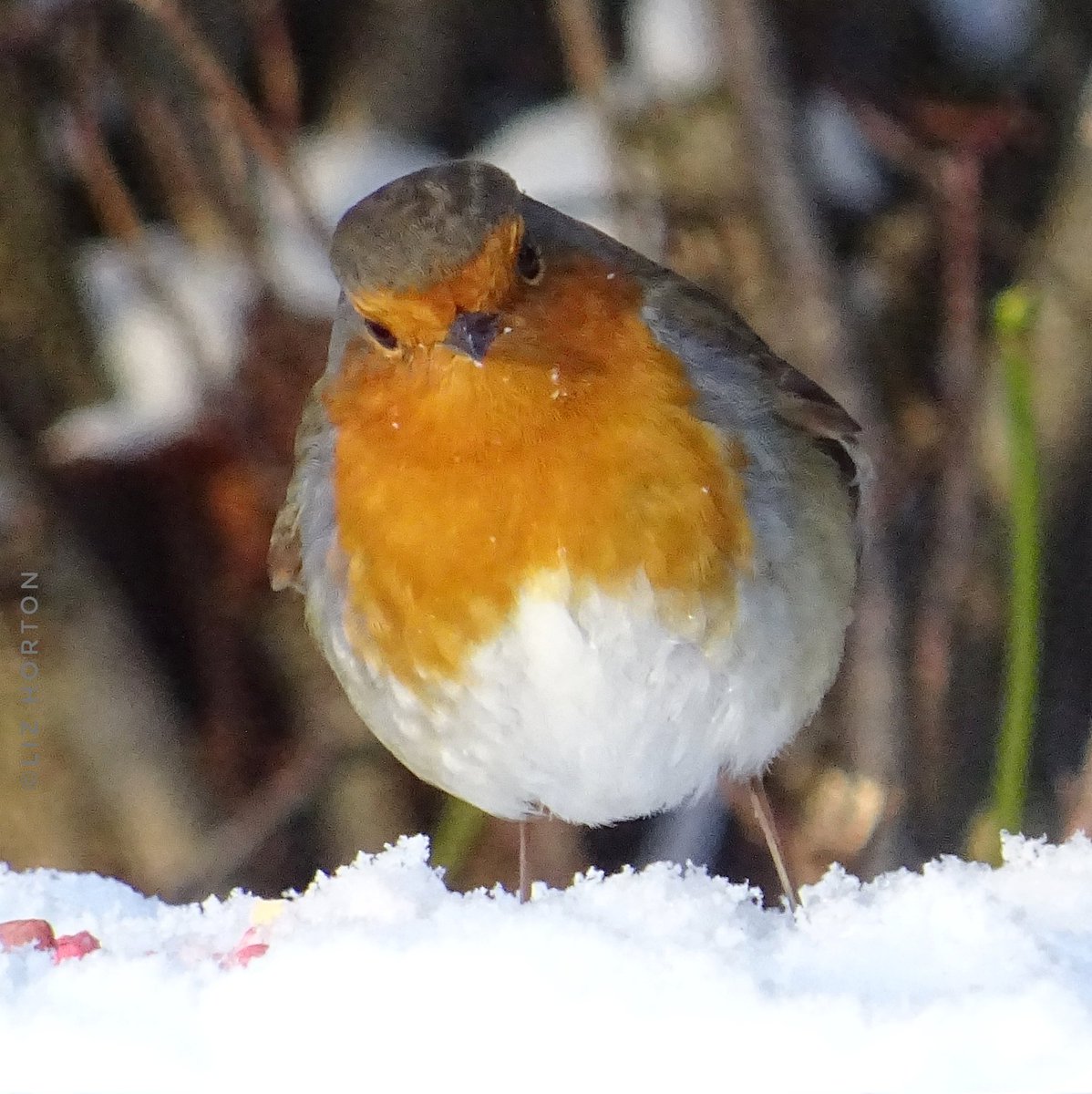 'Nothing in the world is quite as adorably lovely as a #robin..' 🥰
Frances Hodgson Burnett #quote
#Winterwatch #thoughtoftheday
Have a lovely day and #weekend
Whatever you're up to..
#nature #wildlife #birds #photography
#birdwatching #birdphotography
#art #naturelovers .. 🧡🕊