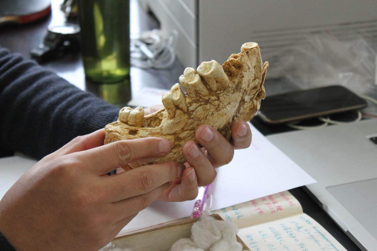 lumilicious's tweet image. My contribution to #FossilFriday the 4th Gigantopithecus blacki mandible ever found in Yanliang Cave in southern China - held by Zhang Yingqi at the IVPP in Beijing - what magnificent teeth! @Macquarie_Uni @MQSciEng