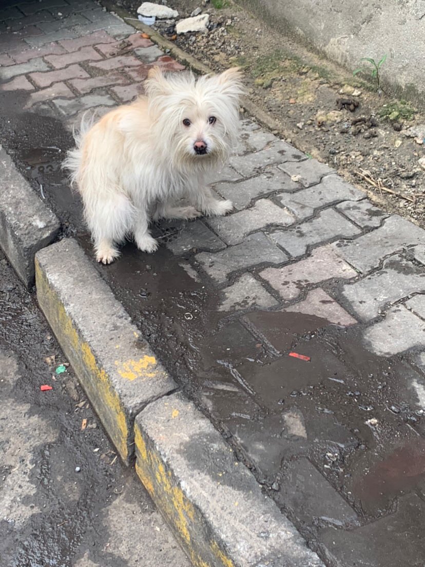 İstanbul Gaziosmanpaşa Emniyet Garajı çevresinde rastladım.
Kayıp olabilir Ne kadar uğraştıysam da yakalayamadım 🥺

Güncelleme yakalanamamış maalesef oralarda geziyormuş sürekli 😭

#SokakHayvanlarıSahipsizDeğil