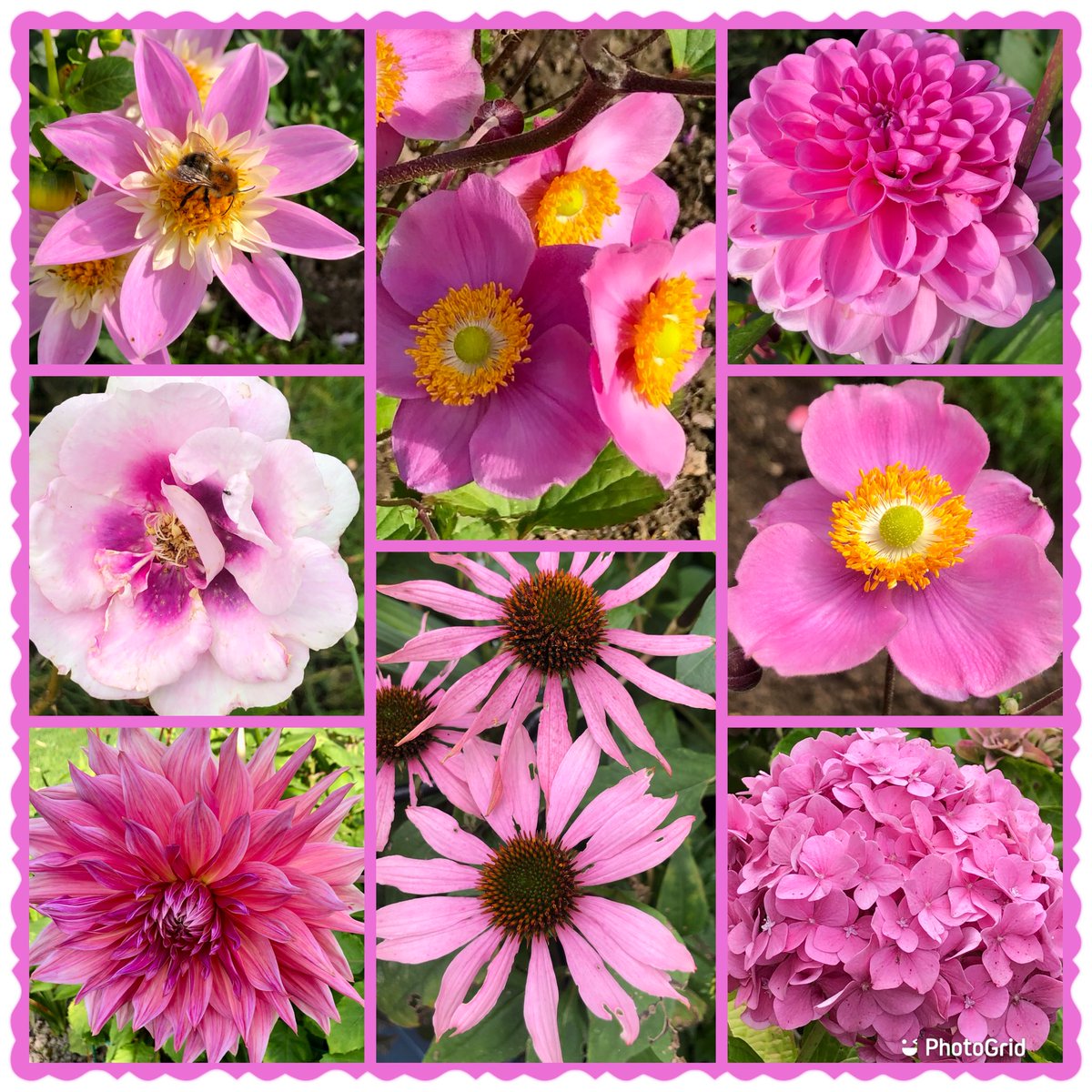 Susiekeane41's tweet photo. Always in wonder of how much colour there was in my summer garden 💗#PinkFriday #FlowersOnFriday #FlowersOnTwitter #MyGarden #SummerMemories https://t.co/NyRdK39agb