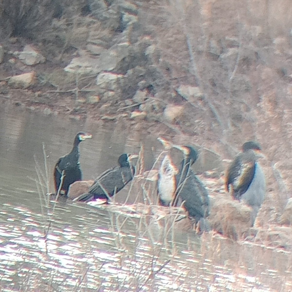 El pantano de Almansa es una zona muy transitada por todo tipo de fauna, en especial de las aves. El pasado sábado tuve la suerte de encontrarme con una población de cormoranes grande (Phalacrocorax carbo). 🔽🔽🔽