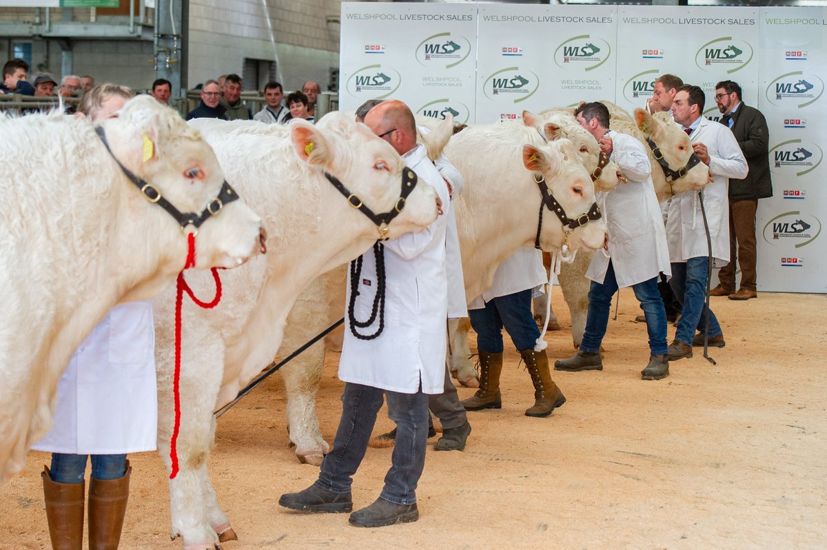 Sale season is fast approaching!
Make sure you’re ready for the sales by submitting your herd health declarations and checking your animals DNA results are complete❤️
#charolaiscattle #charolais #genomicsthatprotectourfarmingfuture