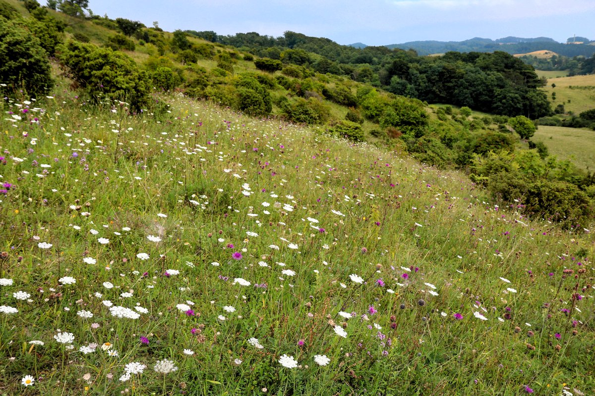 📢NEW JOB OPENING: We're offering a 2-year #Postdoc position focused on evidence-based nature conservation and management of terrestrial habitats in temperate Europe 🌳 Involving <a href="/HeilmannClausen/">J Heilmann-Clausen</a>, <a href="/SigneNormand/">Signe Normand</a> &amp; <a href="/Carsten_Rahbek/">Carsten Rahbek</a>. Deadline 7 Feb👇 jobportal.ku.dk/alle-opslag/?s…