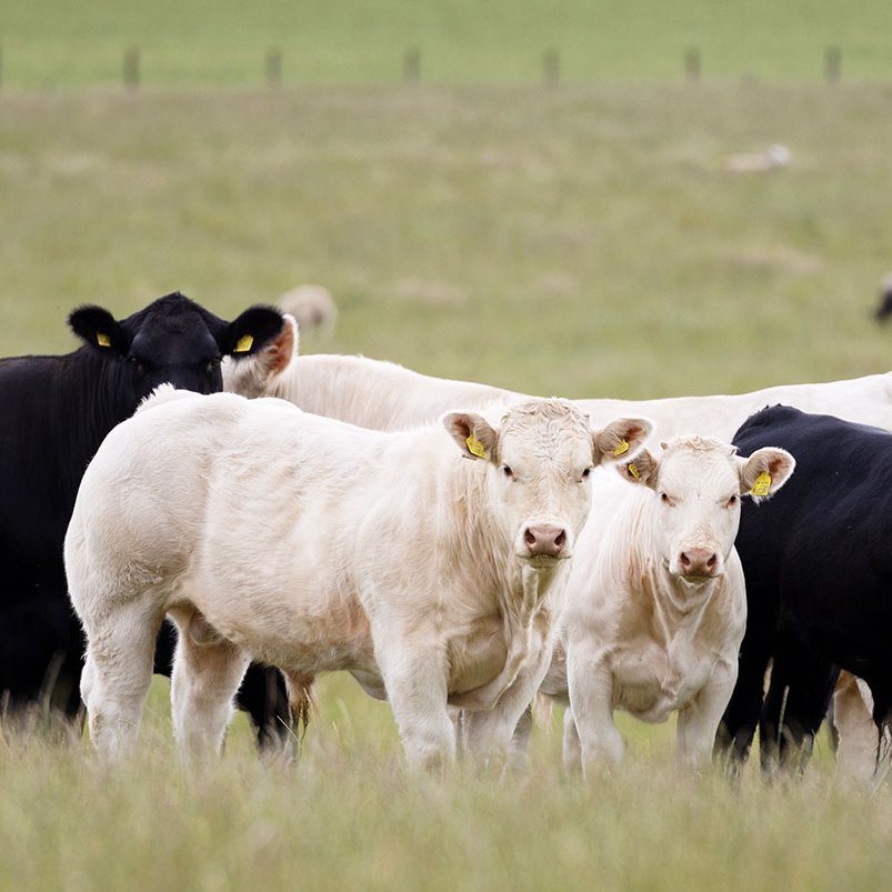 Can you afford not to invest in Charolais?
British farmers receive financial returns from Charolais cross cattle far sooner than other breeds, thanks to their superior daily liveweight gain⭐
Find out more: bitly.ws/DSRb
#charolais #productivitythatbenefitsthebottomline