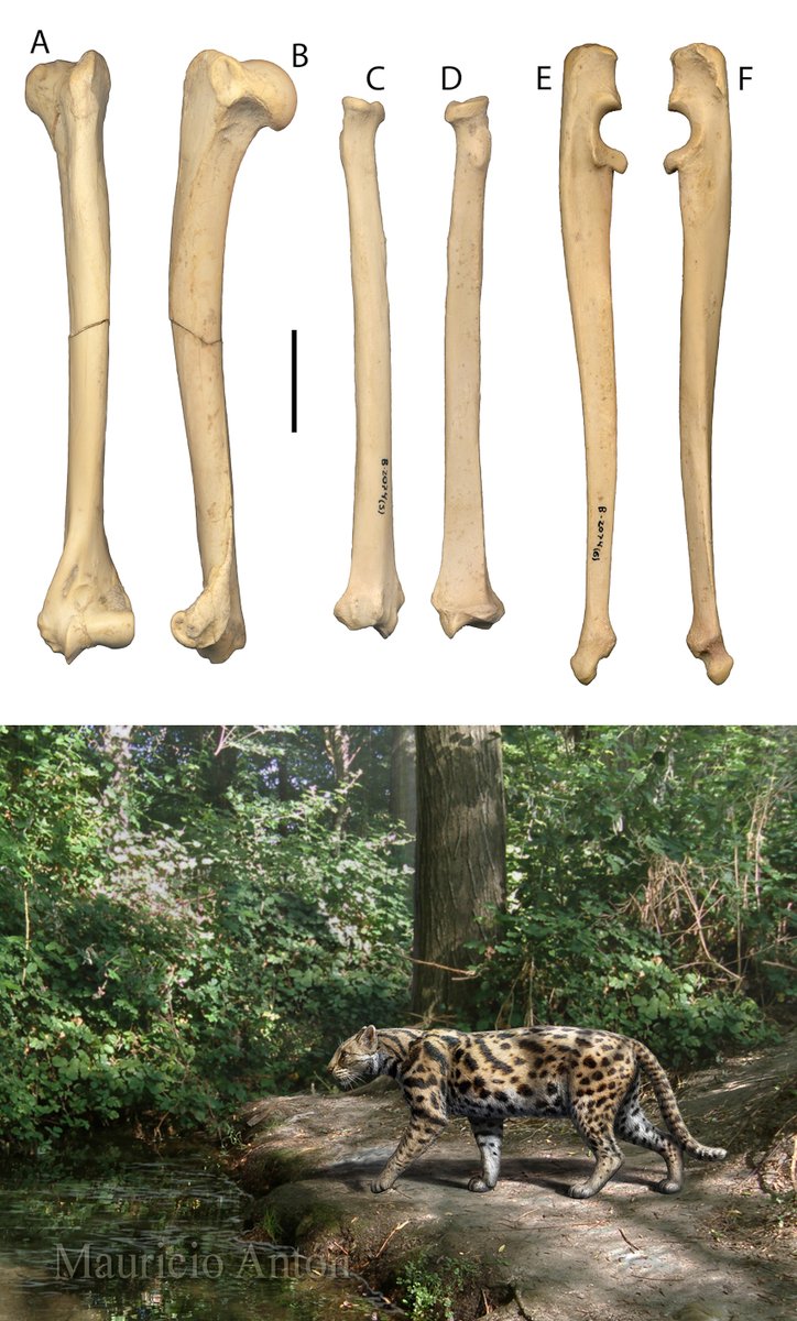 ManuelSalesa's tweet image. We are looking for a candidate to apply for #PhD contract on functional #anatomy of #felines from the #Miocene-#Pliocene at @mncn_csic Requirements: degree in Geology or Biology, average grade higher than 7.99 (out of 10). Contact: msalesa@mncn.csic.es #paleontology #FossilFriday