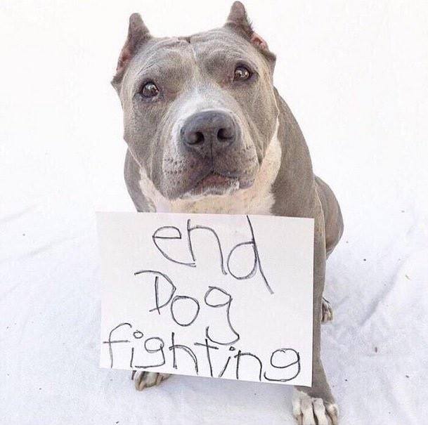 _XDogs's tweet photo. Do you agree with this sweetie? https://t.co/C0d9dTR9Rc