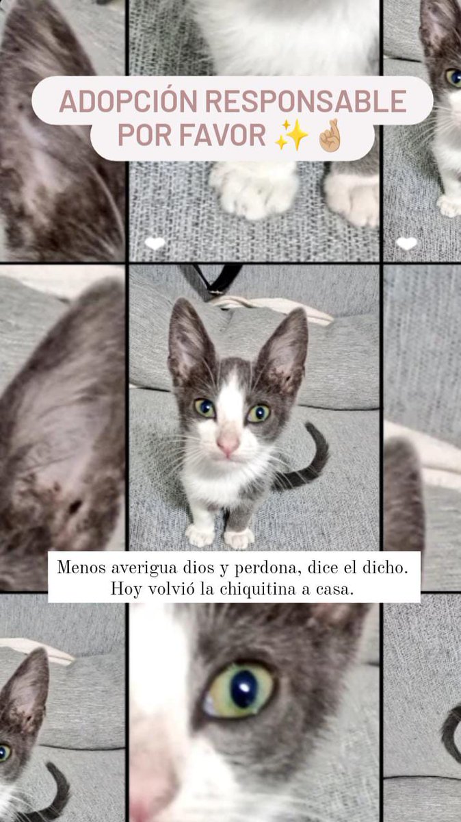Buen día! Que bello viernes para adoptar una gatita que le encanta tomar sol en la ventana ♥ Tiene -60 días. Es súper mimosa. Juega pero más duerme y si la dejas, te da besos porque está aprendiendo de mis michis en su tránsito. Se merece una casita con mucho amor! ❤️‍🩹🐾