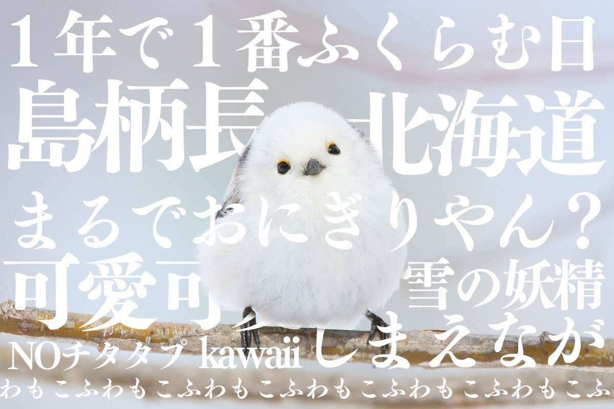 明日はシマエナガの日
明日はシマエナガの日
明日はシマエナガの日
明日はシマエナガの日
だいじなことなので繰り返しました。
シマエナガからは以上です。