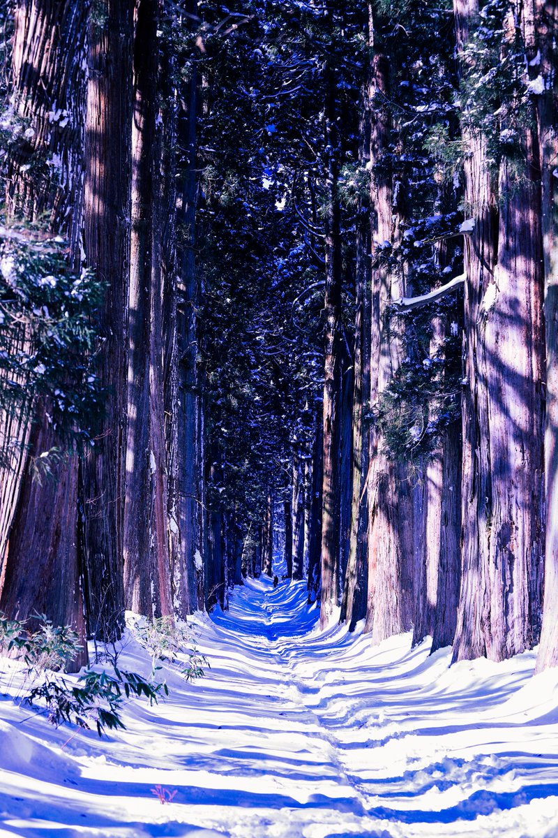 nyjoems06s's tweet photo. 冬の杉並木は最強

戸隠神社奥社参道の杉並木

雪、深い！

#戸隠神社
#戸隠神社奥社
#戸隠神社奥社参道杉並木
#杉並木
#雪景色
#風景
#風景写真
#長野県 https://t.co/VKV17gvhD5