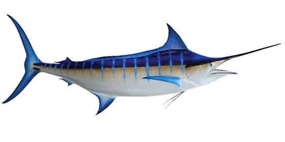 @Ayyldzm_1453 Şimdi biri çıkar neden marlin der..! Okyanusun en hızlı balığı ünvanını taşıdığı için ve kuyruğunun hilal şeklinde olması ile ilgili özel olarak seçilmiş.!
