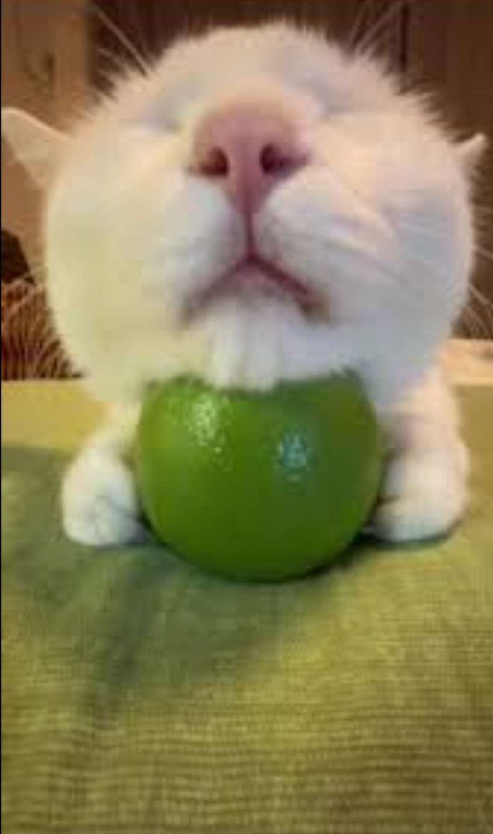 YtWeakness's tweet photo. @CovfefeChan Too many boobies so here's kat lime https://t.co/m11PMjoRj7