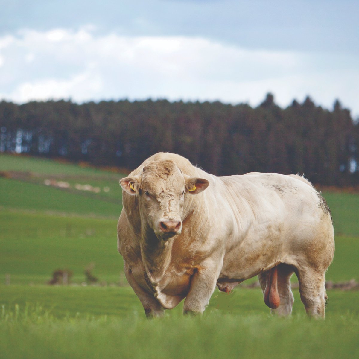 What are Charolais best known for?

Charolais can be crossed with other breeds to maximise your financial return. With unrivalled growth rates and quality confirmation, Charolais remain in high demand👨‍🌾🍽️🌎

Find out more: bitly.ws/DSRb