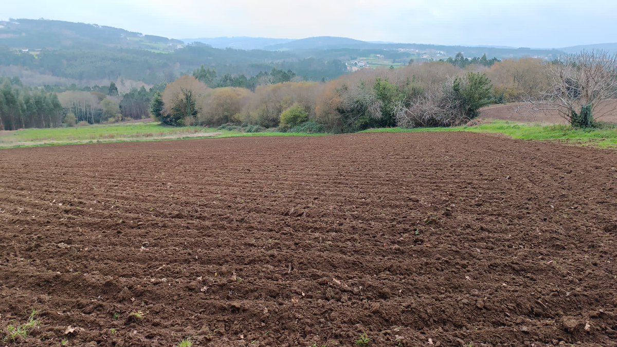 Terreno a punto para la segunda fase del proyecto AGROSILVOMELIFERO de EQUILIBRA Campo Galego en Sofán (A Coruña). Ahora toca arbustivas: arándano, aromáticas... en mezcla con árboles y cultivos herbáceos  <a href="/SorbusBosques/">Sorbus Bosques Multifuncionales</a>