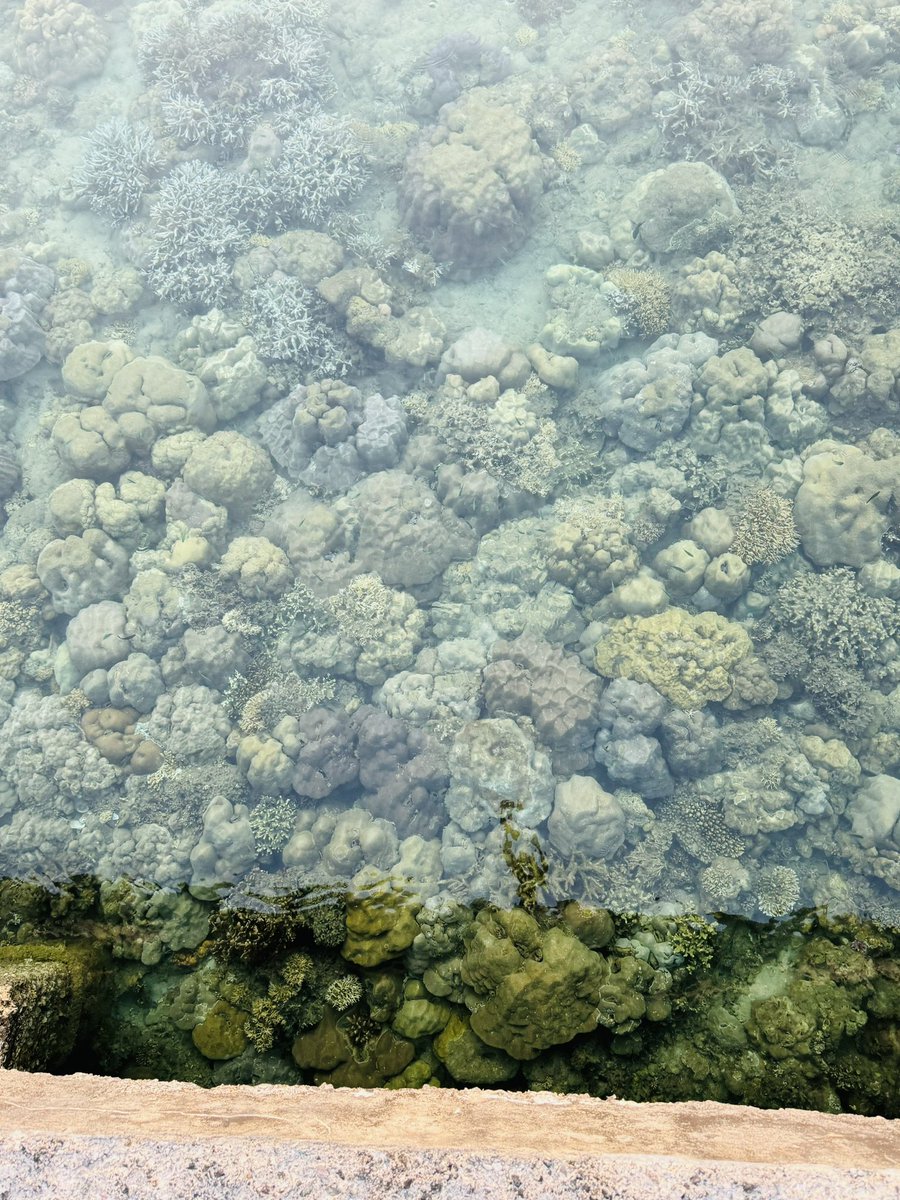 Waters so clean, you can see the corals from far above! At Pungi Balu Jetty in South Andaman!

#andaman #andamanandnicobar #indianforestservice #indianforest #wildlife #wildlifephotography