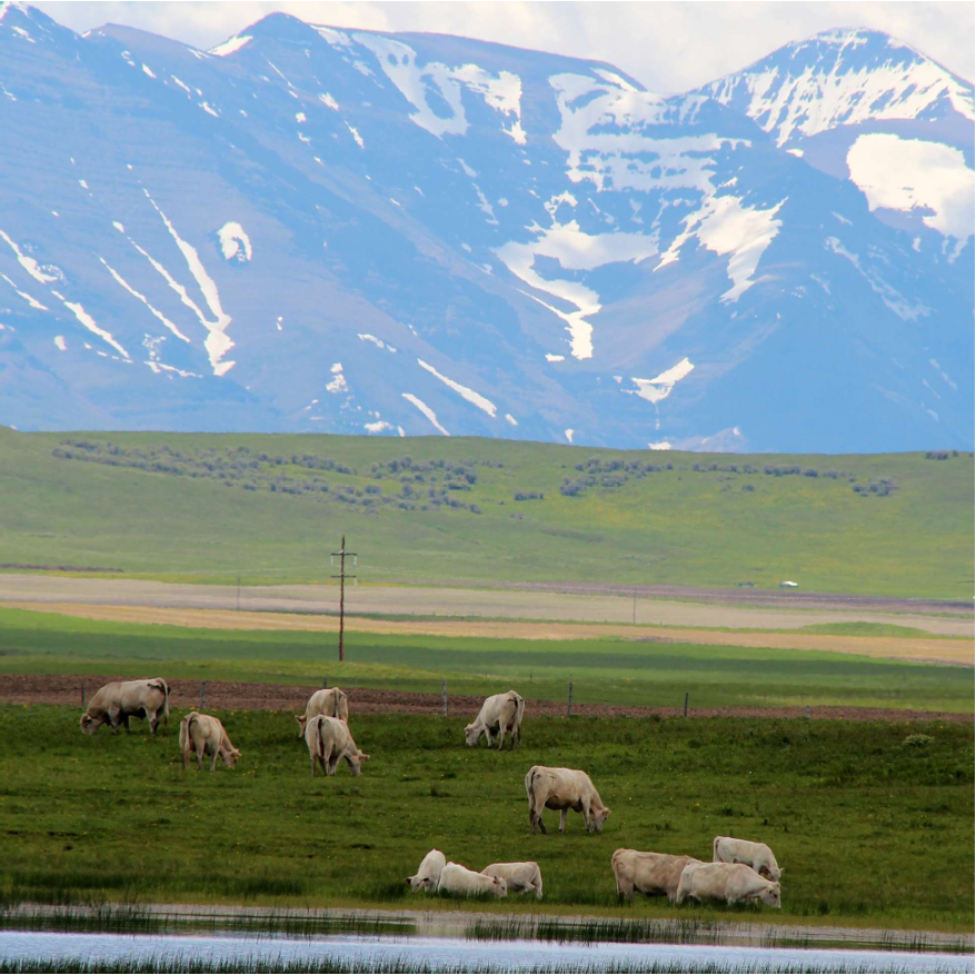 You are invited to the 2024 World Charolais Congress in Canada, 21 June to 6 July!

Registrations close 15th March👨‍🌾⭐

To discover more and claim your place, click here: charolaisinternational.com