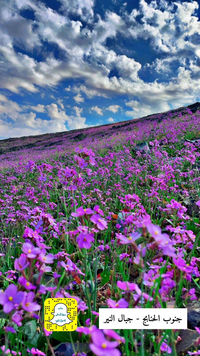 ربيع الحنابج فـ جبال النير 
شرق عفيف 
#تصويري