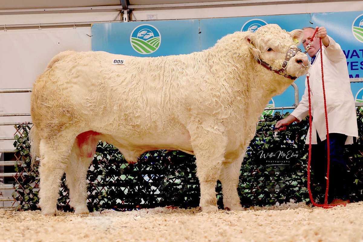 Swatragh sale is only 3 weeks away!

The show will start at 4pm and the sale at 7pm on Friday 23rd February⭐

Click “Show All Entries” on our online sales catalogue: bitly.ws/3a4WK

#charolais #thekingofkilos