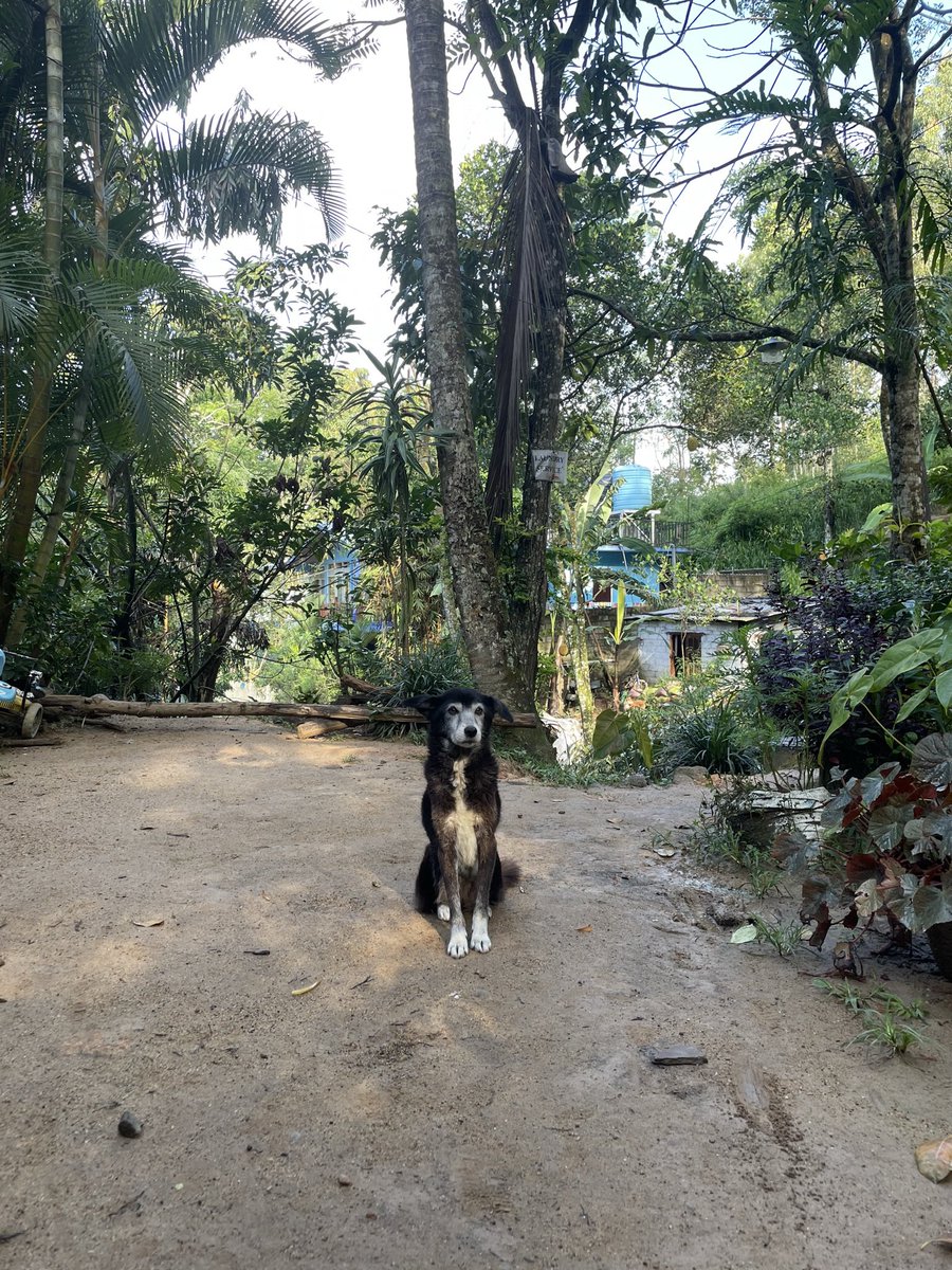 tabi_dreamer's tweet photo. スリランカ🇱🇰
ワンピースの中に入ってきたキティちゃん
車が避けろスタイルの牛
お犬様 https://t.co/Y4VYlUCYH8
