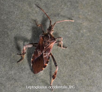 Cofnod #RecordOfTheWeek is this Western Conifer Seed Bug (Leptoglossus occidentalis), recorded by Julian at Pensychnant. A large impressive bug, originally from North Amercia.