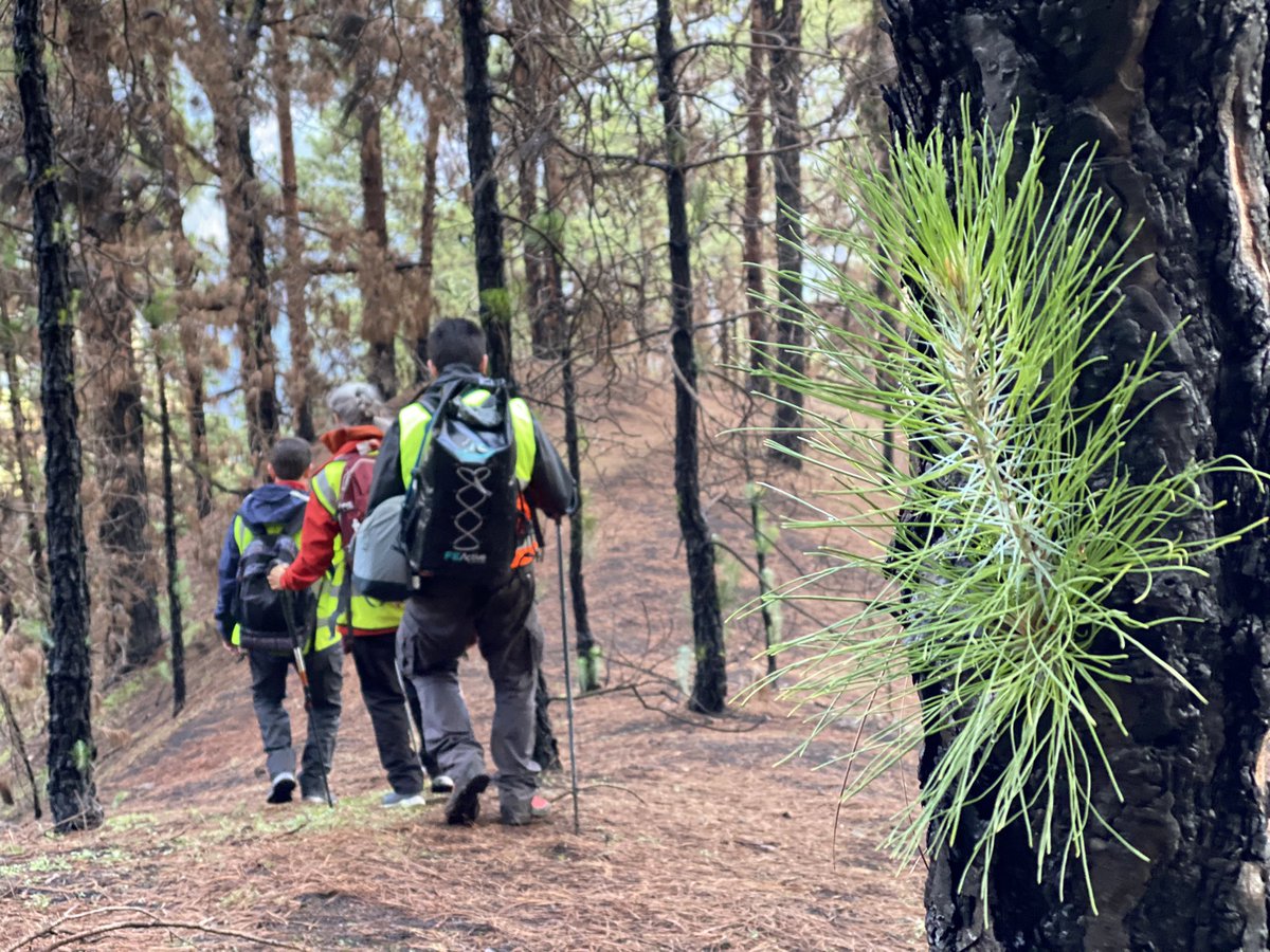 MataixSolera's tweet photo. Amazing fieldwork week in La Palma with   An incredible team of Geomicrobiologists, Biologists, Geologists, Chemists, and me as Soil Scientist, HIRES-SOM project https://t.co/Er3eJL7vyF