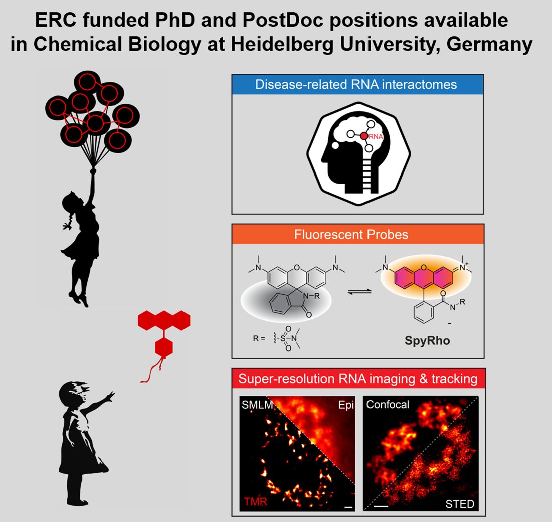 📢Please RT📢 I'm looking for PhD and PostDoc fellows interested in #ChemicalBiology, #RNA interactomes, #Fluorophores, super-resolution  #Imaging & new technologies for Spatial Biology @UniHeidelberg @IPMB_HD in my group. #ERC funded
Please apply! Info: sunbulgroup.com