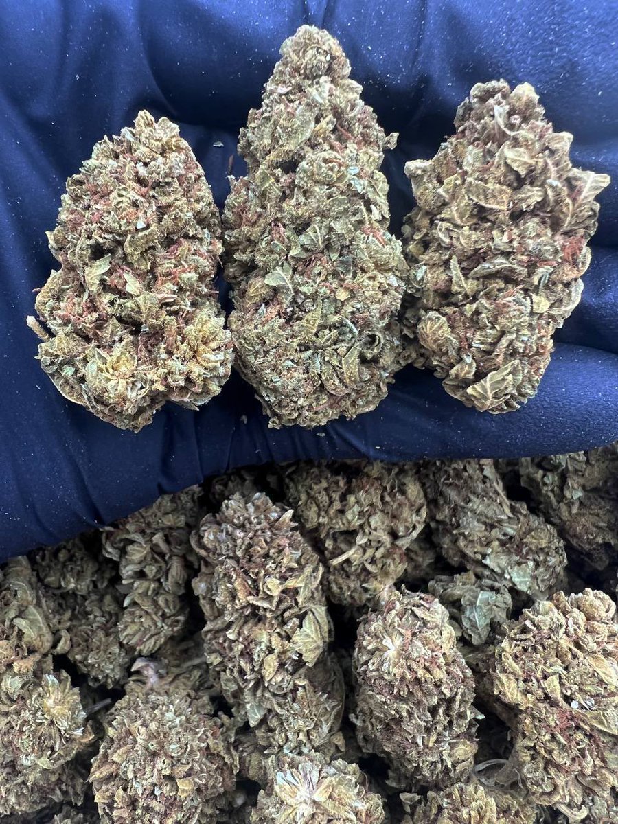 JohnKansas14744's tweet photo. https://t.co/l0ccgP5ZUG

Platinum Cake

  #miamiweed #miamiweed #miami #floridaweed #weedporn #texasweed #bhfyp #weed #newyorkweed #orlandoweed #orlandoplug #Coloradoweed #AustinButler https://t.co/xn3l04mnA6