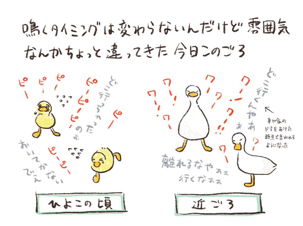 aotoudai's tweet photo. あひるあるある質問に答えました④ https://t.co/zp1GbYWXIE