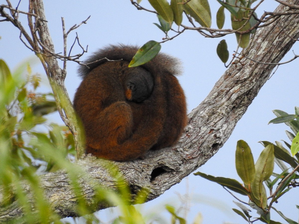 Our UK team are struggling with the cold... these red collared brown lemurs (Eulemur collaris) have the perfect answer! 😍 Have a lovely weekend all of our wonderful supporters 🧡🇲🇬 📸 by Tash Evans - SCRP Senior Research Assistant #fridayfun #weekendvibes #wildlifephotography