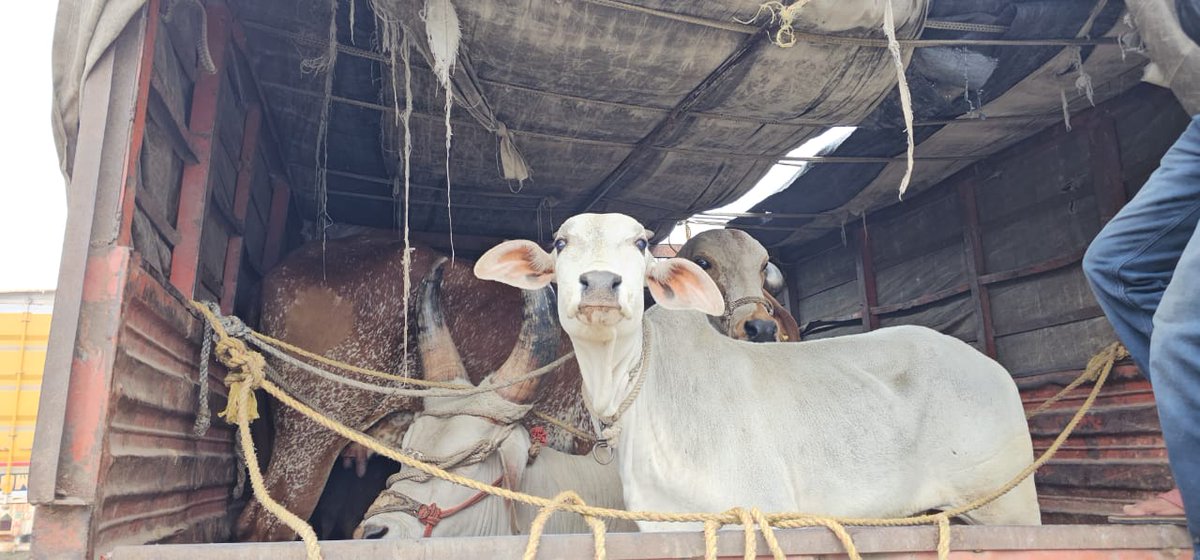 Mercy_for_Cows's tweet photo. https://t.co/3uexznM4xy