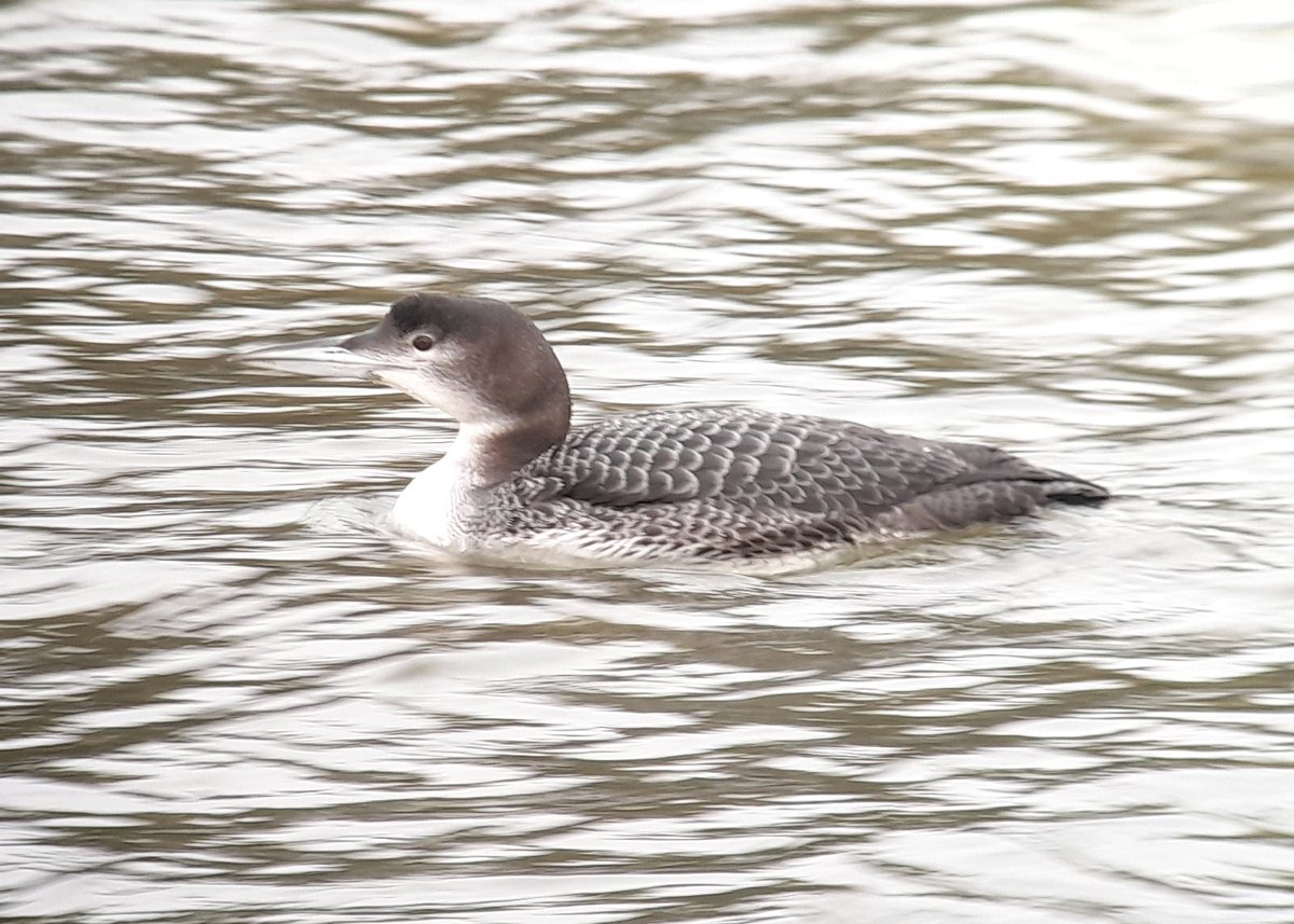 Great northern diver currently swimming up the river from Seal Sands towards Greatham Creak, viewable from road bridge 12.38 @teesbirds1