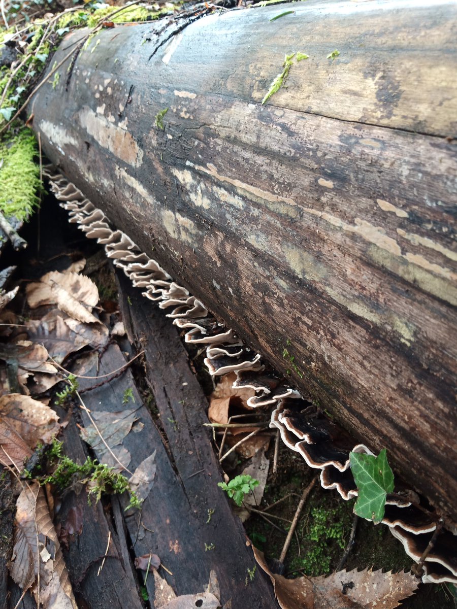 HelenHelsrm's tweet photo. A lovely line of turkey tail 🍄 https://t.co/8yo23RHesN