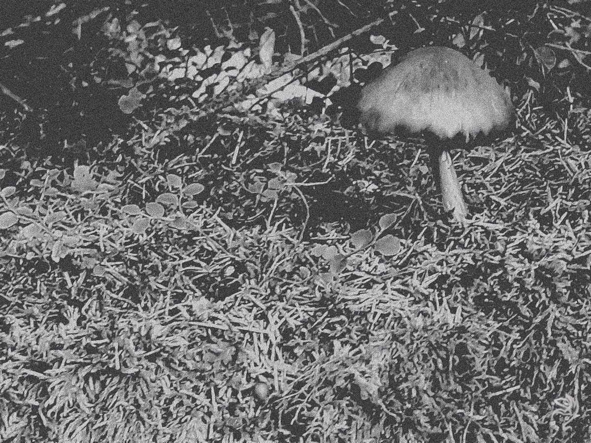 Kolega
#art #photography #blackandwhitephoto #nature #naturephotography #mushroom #grzyb #mushroomphotography #fungiphotography #forestliiter #forest #forestphotography #fotografia #zdjęcieczarnobiałe