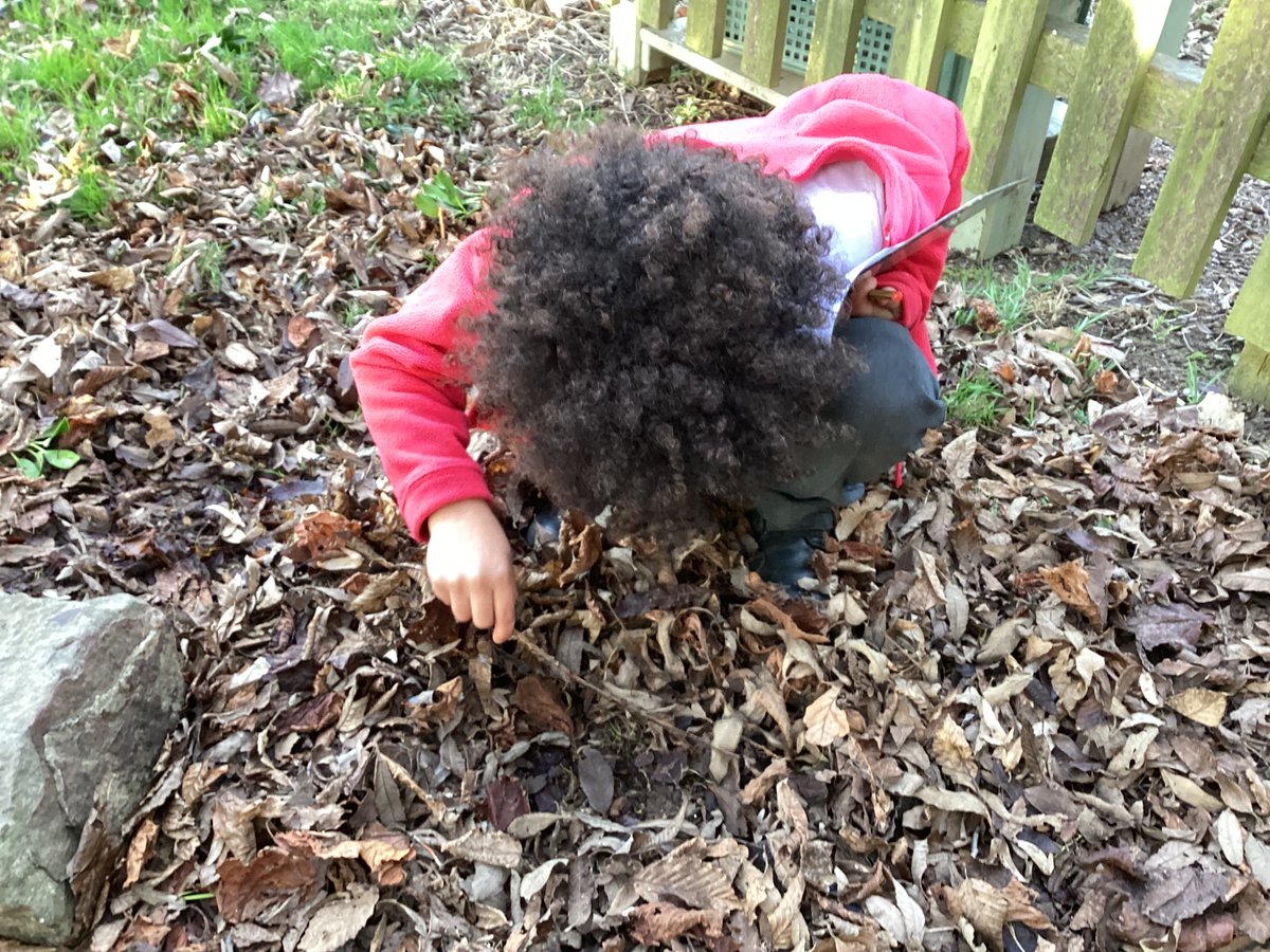 Y2Fva's tweet photo. We are scientists. We enjoyed exploring micro habitats in our school grounds. We lifted stones and logs, looked into cracks, observed closely in the piles of leaves. We recorded what we found and what the conditions were like e.g. damp, dark, dry, warm. https://t.co/hj03OKwX8z