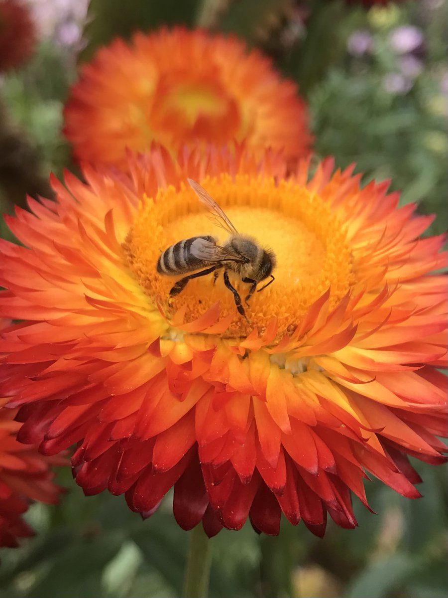 Excited to announce the Gardens @FarringfordIOW will be opening again on 2nd April :-)  #rhspartnergarden  #bee #flora #fauna #everlastingflower #IsleofWight