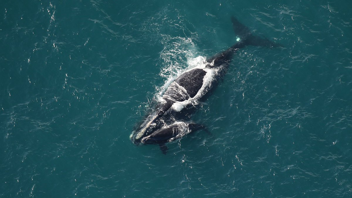 🐋 The good news? 13 new North Atlantic right whale calves have been spotted since the end of November!

😔 The bad news? The birthrate doesn't make up for the number of whales that die each year.

Check out <a href="/NEAQ/">New England Aquarium</a>'s photo album: go.whoi.edu/NARW-Update

📸 via NOAA permit 26919